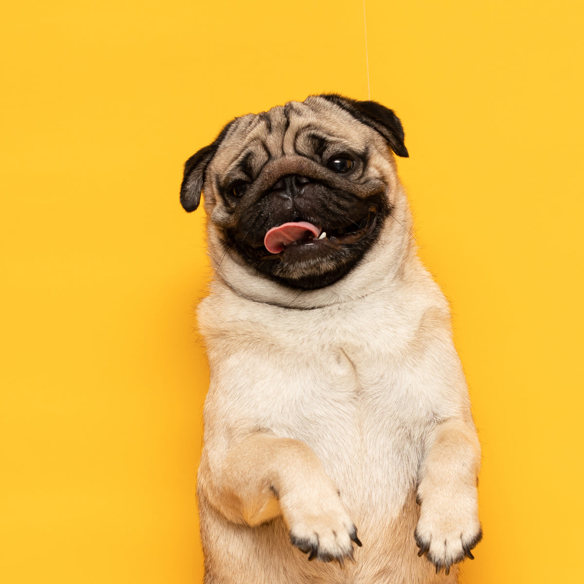 How to Make Crate Training a Foster Much Easier DIG labs