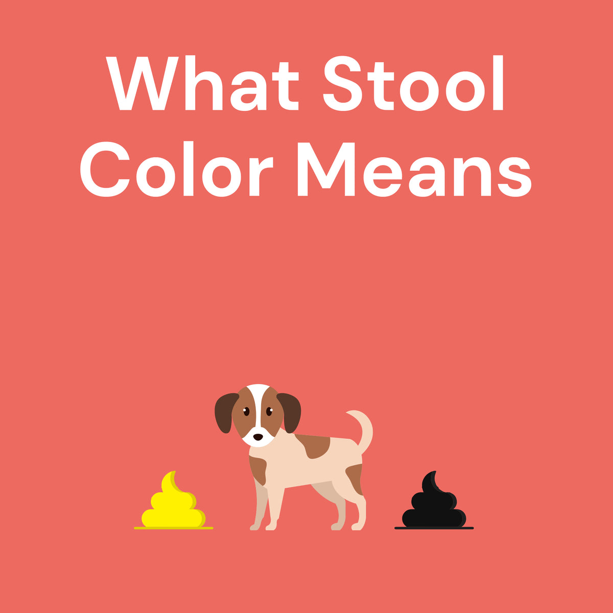 What Stool Color Means From Yellow Dog Poop to Black Dog Poop DIG labs