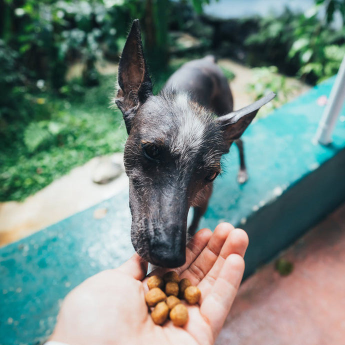 Does Your Dog’s Food Contain Probiotics, Even If It Claims To?