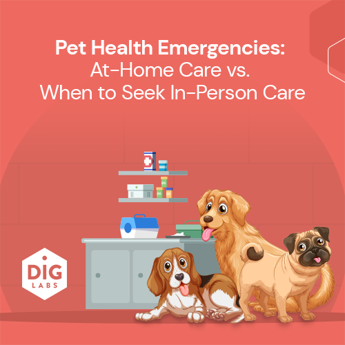 Pet Health Emergencies: At-Home Care vs. When to Seek In-Person Care ...