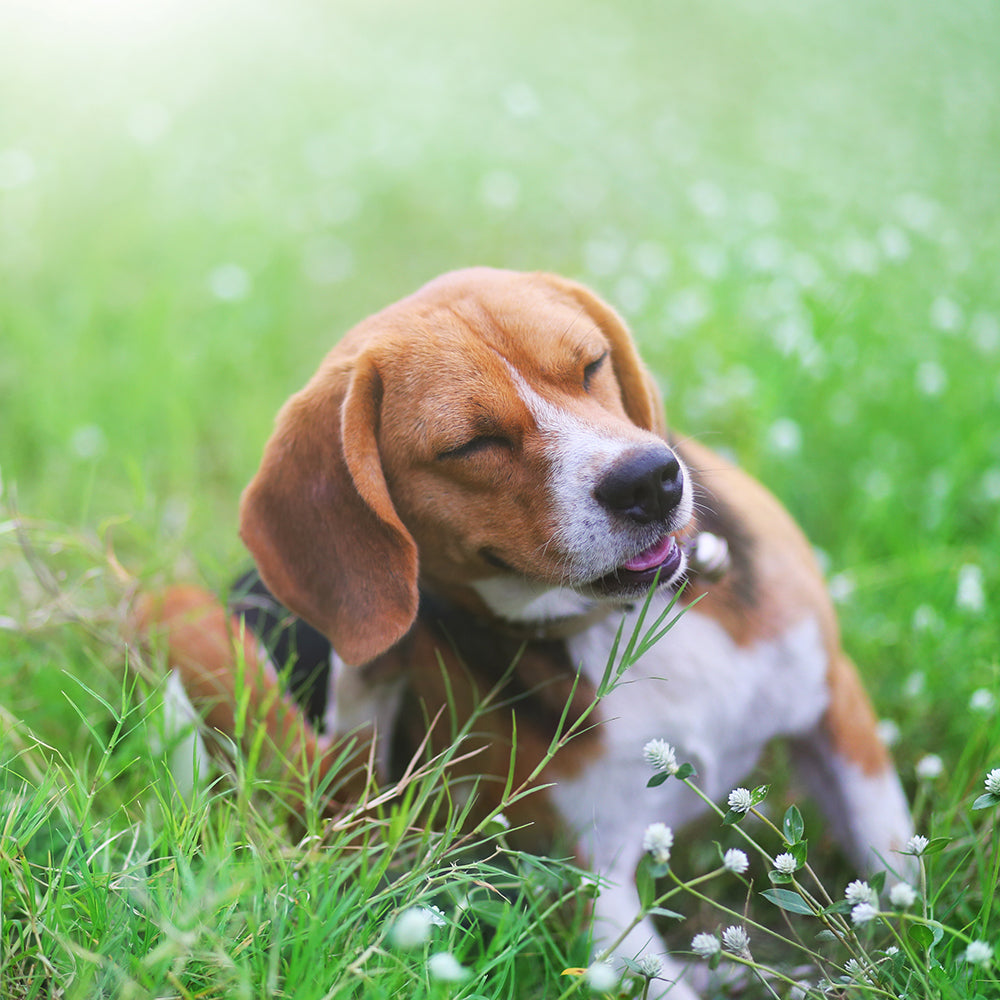 The DIG Labs Dish – Tagged "Dog Allergies" – DIG labs